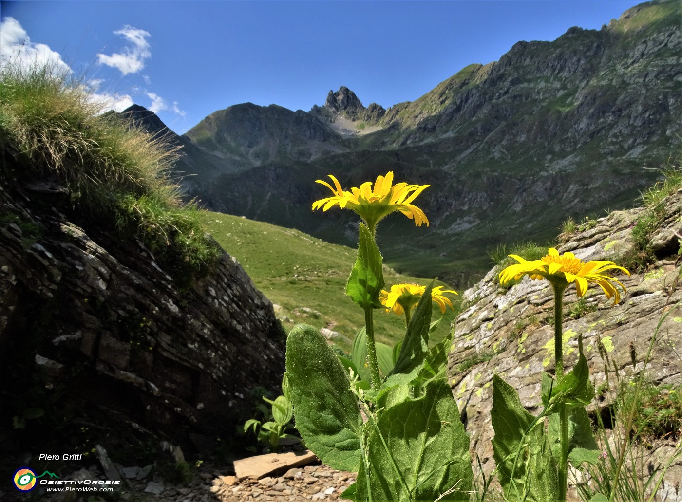 58 Doronicum grandiflorum (Doronico dei macereti) con Valletto.JPG